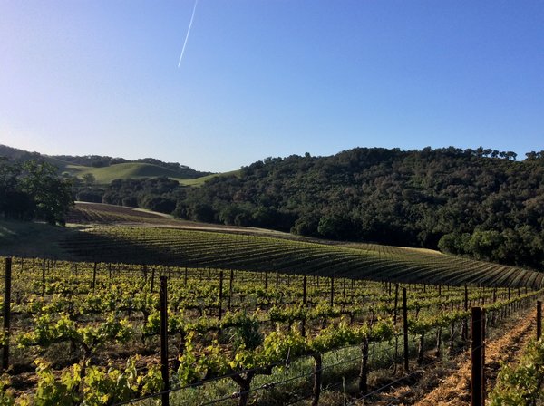 Halter Ranch Vineyards