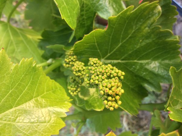 Budbreak Halter Ranch 2016