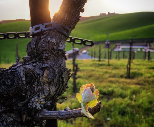 Venteux Vineyards Budbreak 2016