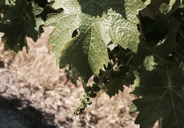 Budbreak at Clayhouse Wines 2016