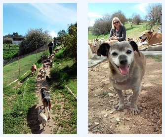 Meade canines at cass