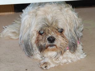 Gizzy is available for adoption at Meade Canine Rescue.