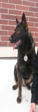 K9 paso robles