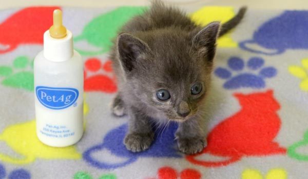 Kitten Header