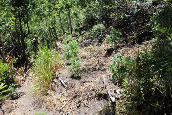 Marijuana grow op
