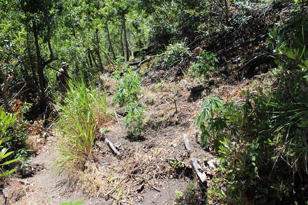 7,406 marijuana plants discovered in national forest - Paso Robles ...
