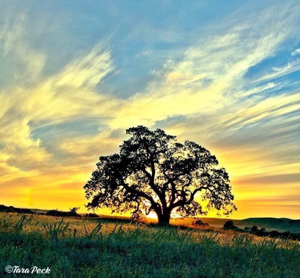 Oak Tree Silhouette by Tara Peck.