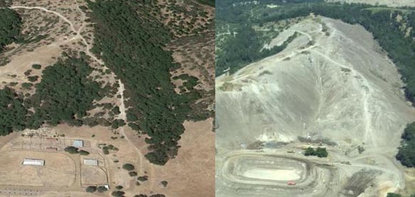 Oak Tree removal by Justin Winery