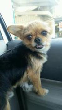 lost dog