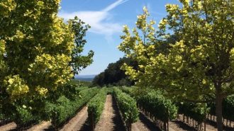 California Winery Advisor released there top 10 Paso Robles wineries to visit. Photo of L'Aventure Vineyards.