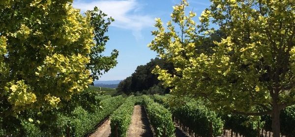 California Winery Advisor released there top 10 Paso Robles wineries to visit. Photo of L'Aventure Vineyards.