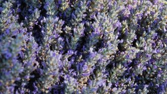 Paso Robles Lavender Festival