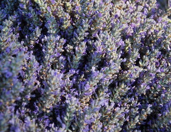 Paso Robles Lavender Festival