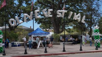 Paso Robles Olive Festival