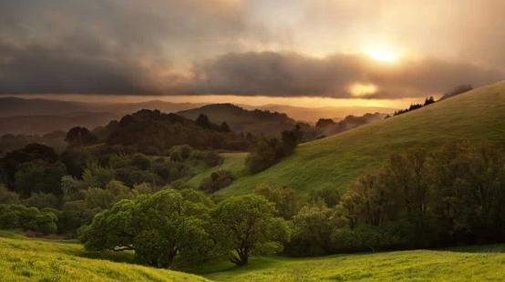 Oak tree protection ordinances