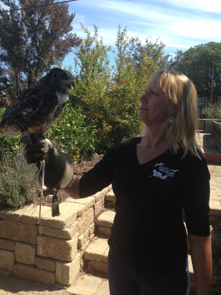 Pacific Wildlife Care attendant with wild Owl