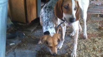 lost dogs