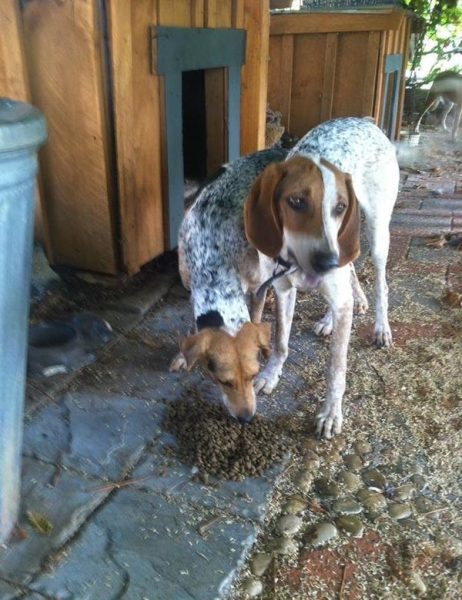 lost dogs