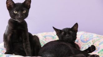 Cats slo county adopt