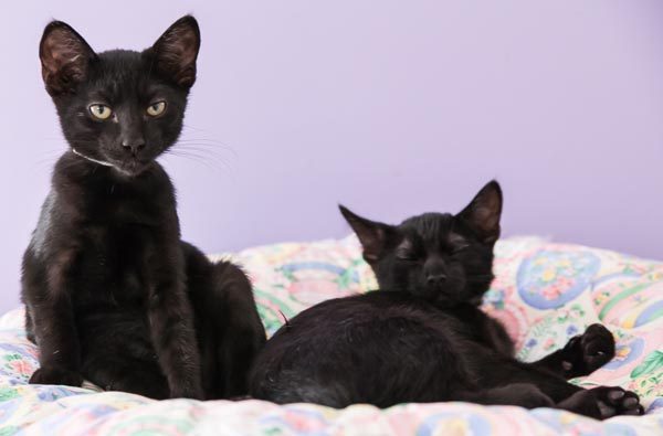 Cats slo county adopt