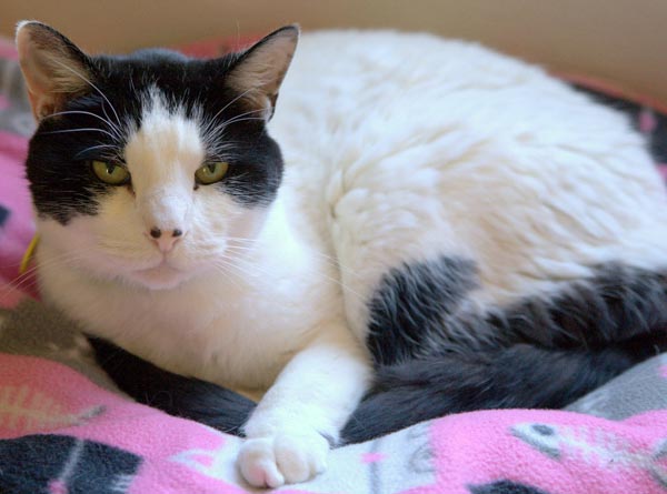 James pet of the week