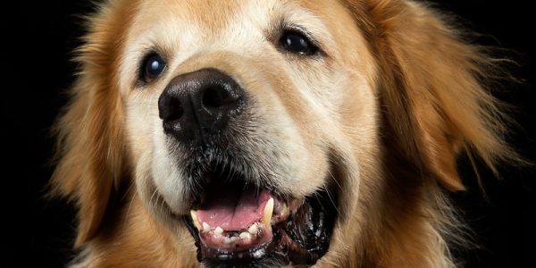 pet-peace-of-mind-program-hospice