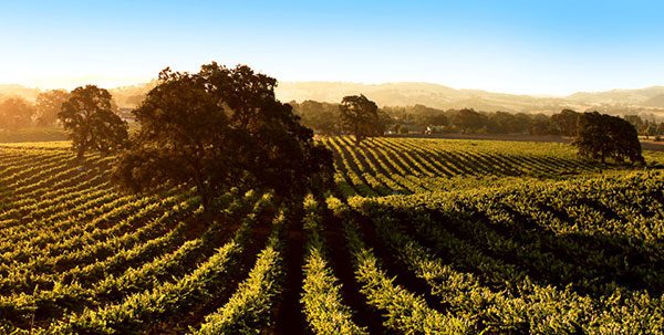 paso-robles-wine