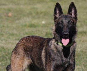 The breed of dog was a Belgian Malinois, pictured here courtesy dogshomeonline.com.