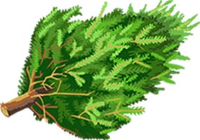paso-robles-christmas-tree-pick-up