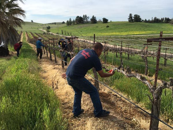 2016 Pruning Competition