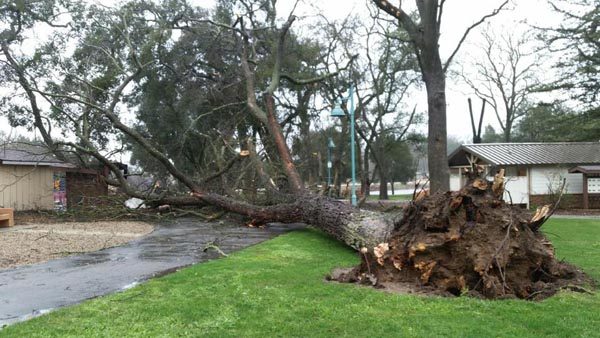 A fallen tree at Atascadero Lake Park. Posted by the City of Atascadero.