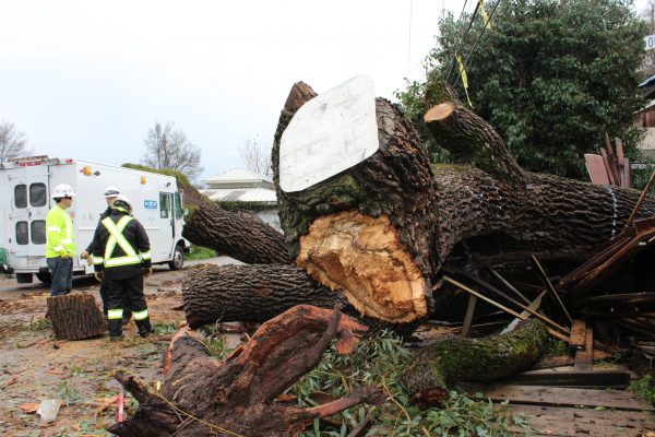 Crews working to remove the tree that fell Sunday morning.