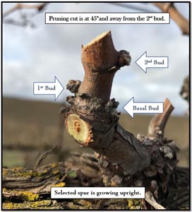 Spur prune example