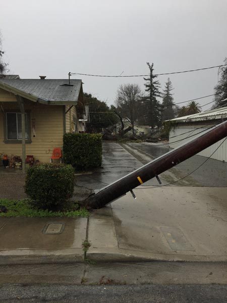 Toppled tree paso robles