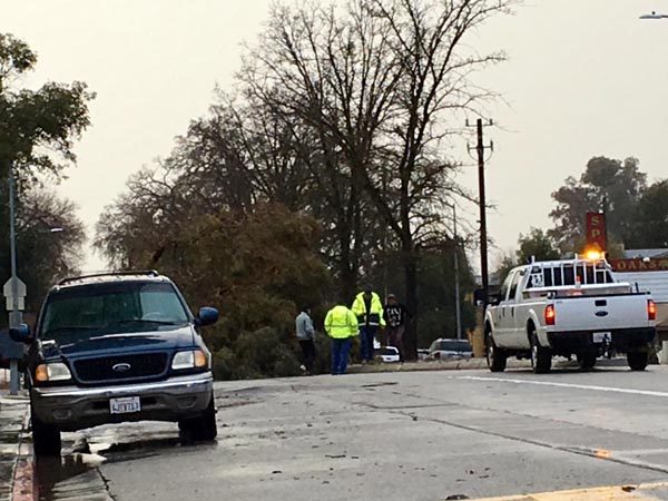Tree down paso robles