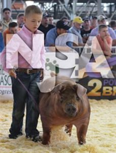 Swine association