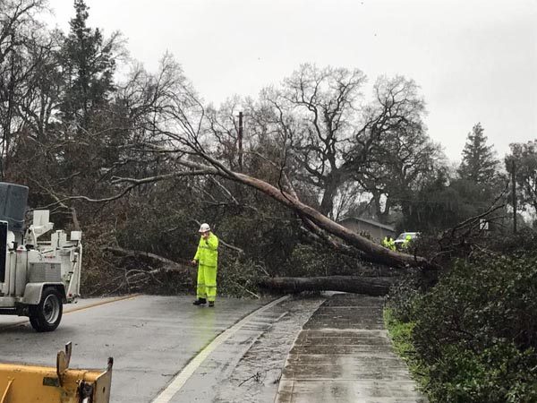 Tree downed Atascdero
