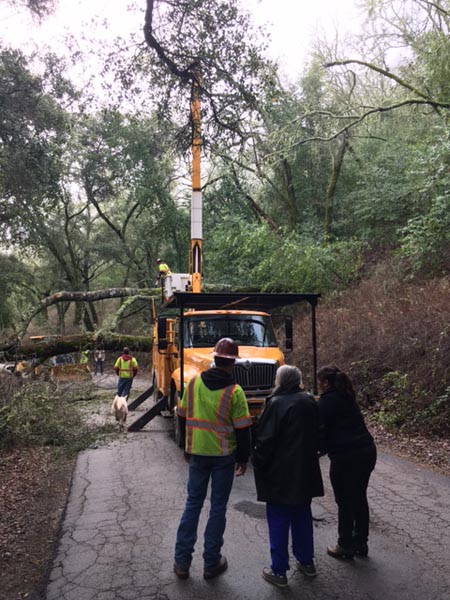 Tree fallen paso robles