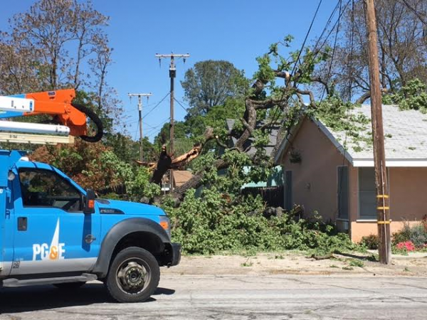 Tree Falls horizontal