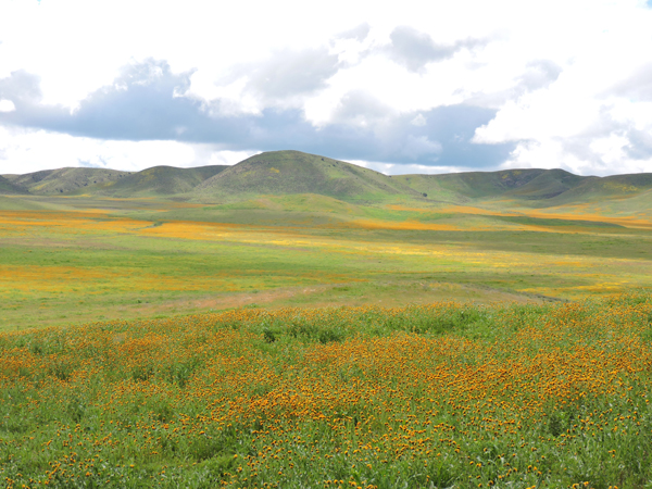 wildflowers-5-