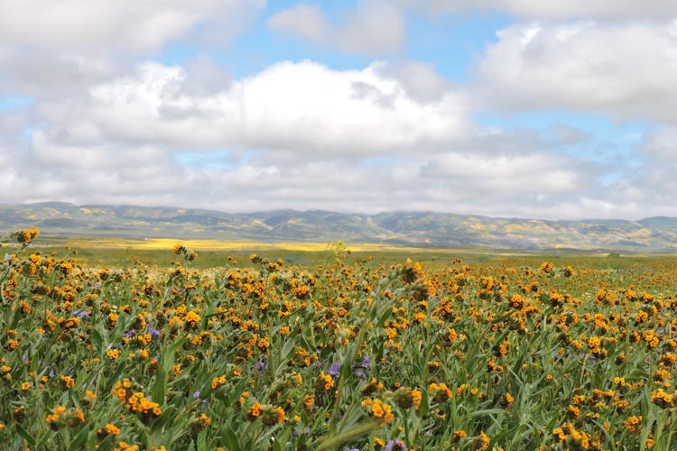 wildflowers slider image