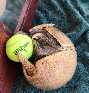 Armadillo plays with tennis ball at Rabbit Hole tasting room