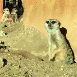 Best summer camps for kids in Paso Robles and the North County