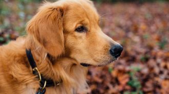 Goldens in the Park