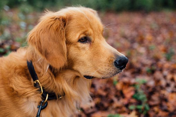 Goldens in the Park