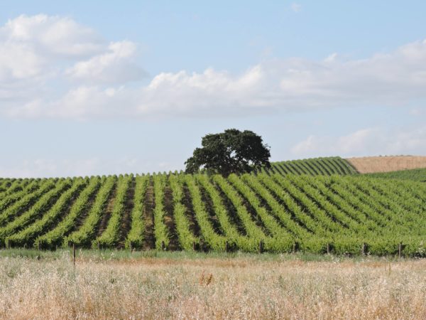 things to love about paso robles