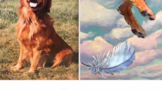 pet angel painting