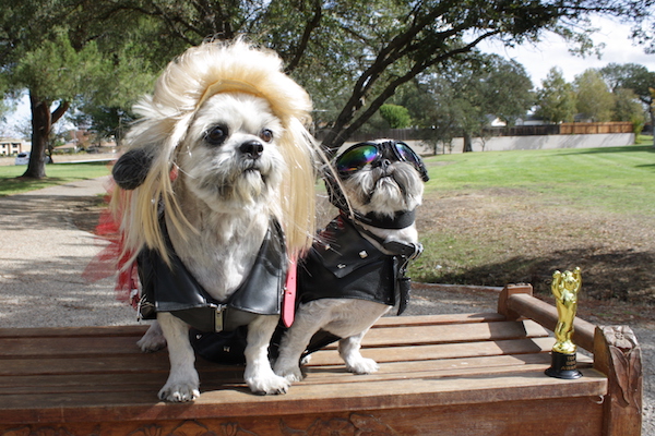 Howl’oween-at-sherwood-dog-park