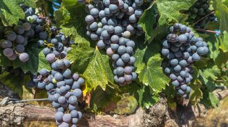best pinot noir in paso robles