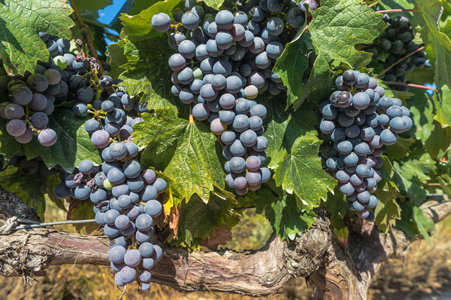 best pinot noir in paso robles
